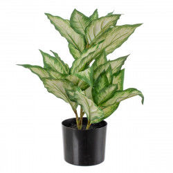 Decorative Plant Polyethylene PEVA Dieffenbachia 42 x 42 x 52 cm